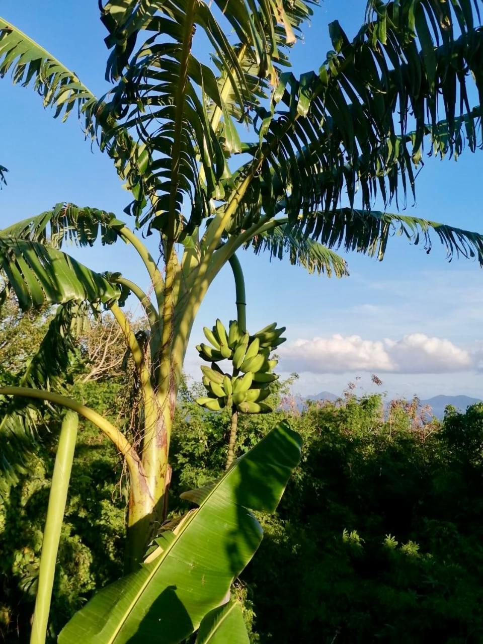 Domaine Racines E Zel - Gite Pomkajou Villa Vieux-Fort Esterno foto